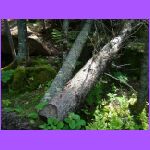 Fallen Trees On Trail.jpg